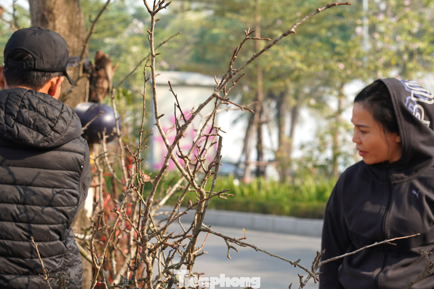 Chị Phùng Thị Thúy (Từ Liêm - Hà Nội) chia sẻ: " Mỗi năm sau Tết, tôi lại đi kiếm những cành lê từ lớn đến nhỏ để trang trí không gian nhà mình. Đã chơi rồi thì không thể cưỡng lại vẻ đẹp riêng của loài hoa này mang lại".