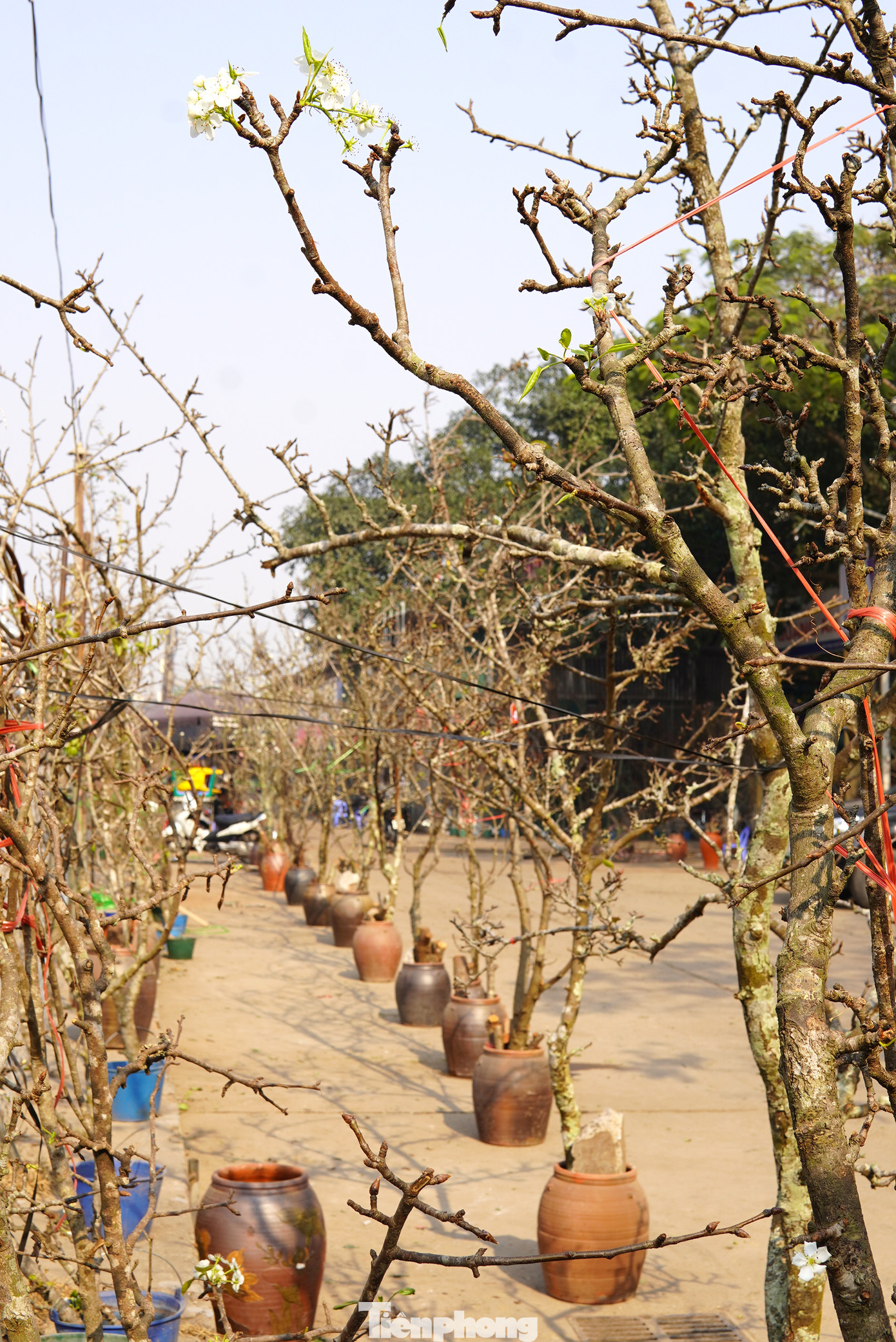 Từng gốc hoa lê được "thửa" riêng này có giá dao động từ 1 triệu đến 4 triệu đồng.