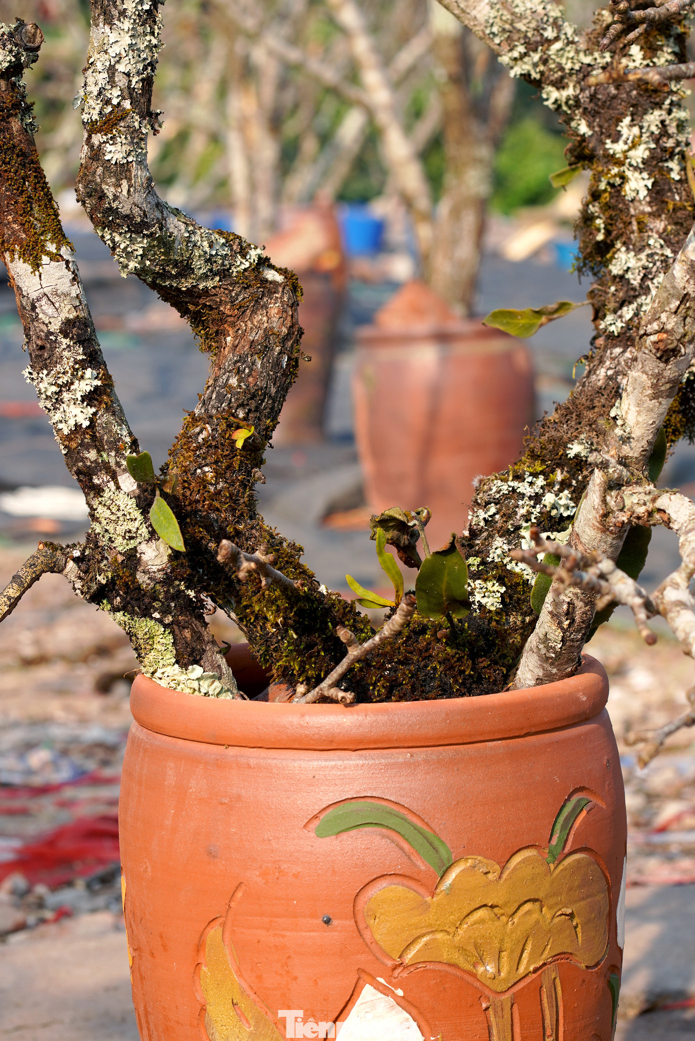 Những cành lê thường có tuổi thọ khoảng 3 - 5 năm. Cây càng già, thân cây mốc xanh, sần sùi, hoa chi chít mọc ra từ những mắt xấu xí thì giá càng cao.