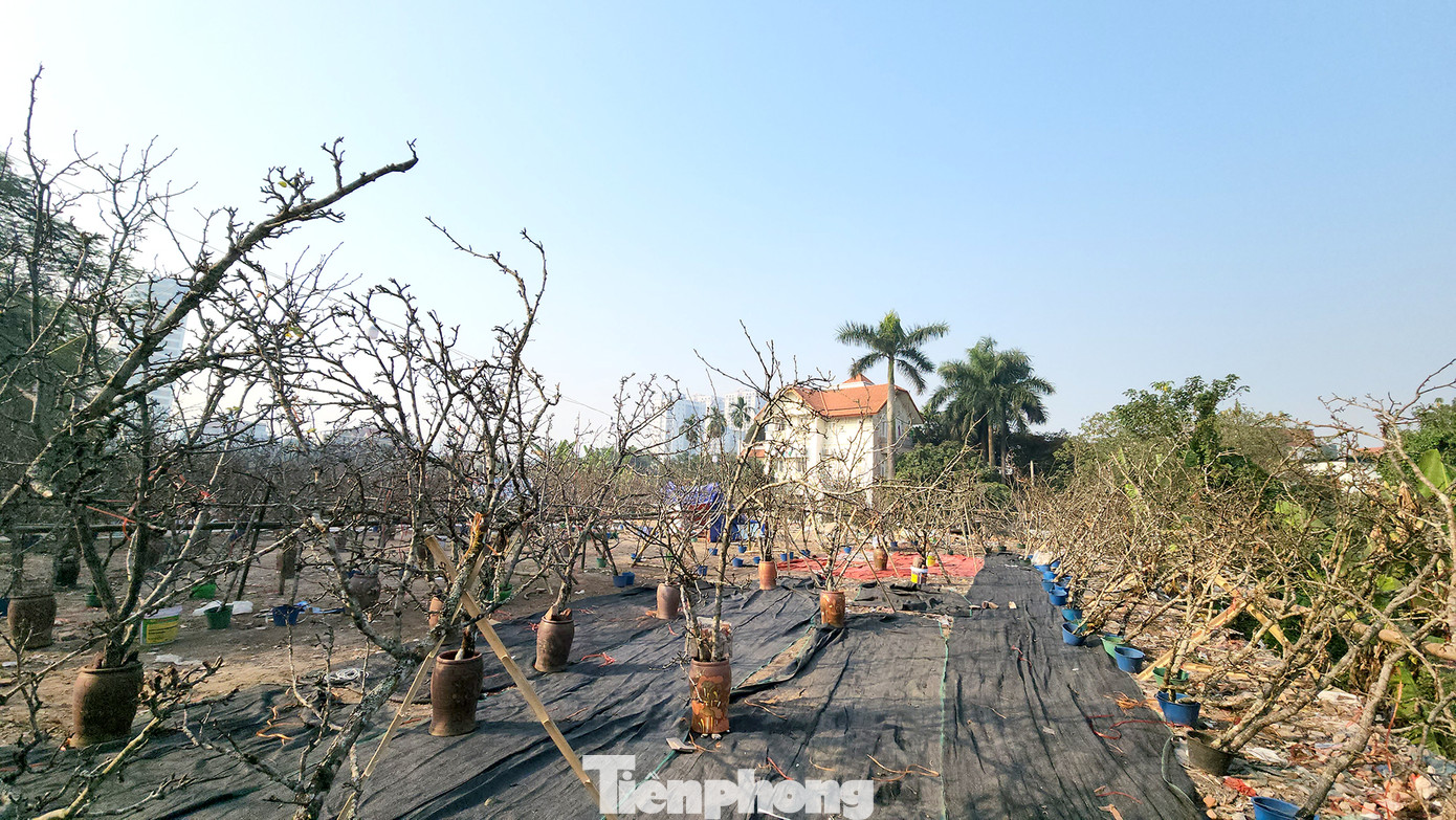 Một khu vực bày bán các loại hoa sau tết. Giá hoa lê năm nay ở khu vực này có phần nhỉnh hơn so với vài năm trước. Mỗi cành lê có giá dao động từ 300.000 đồng đến hơn 3 triệu đồng.