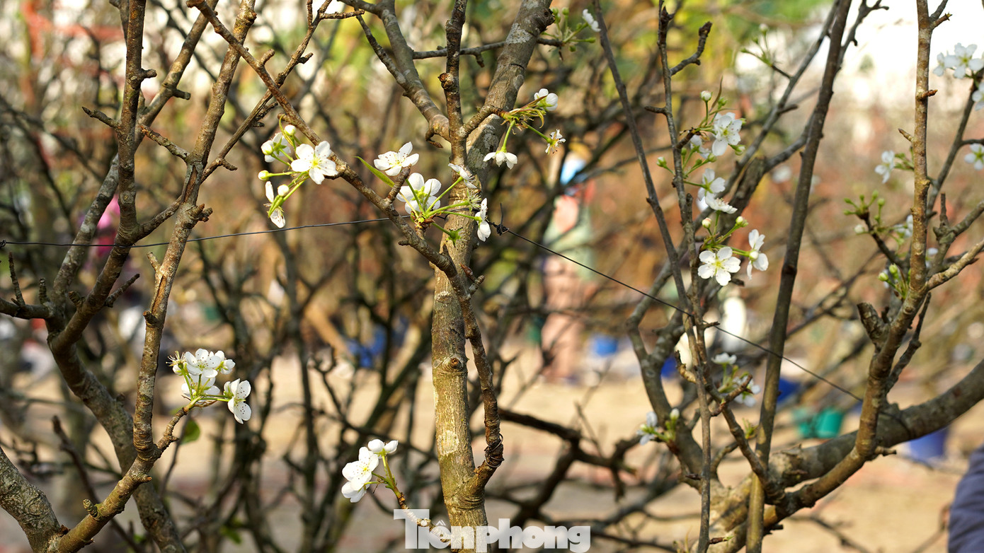 Những bông lê trắng khoe sắc, tô điểm không khí xuân ngập tràn.