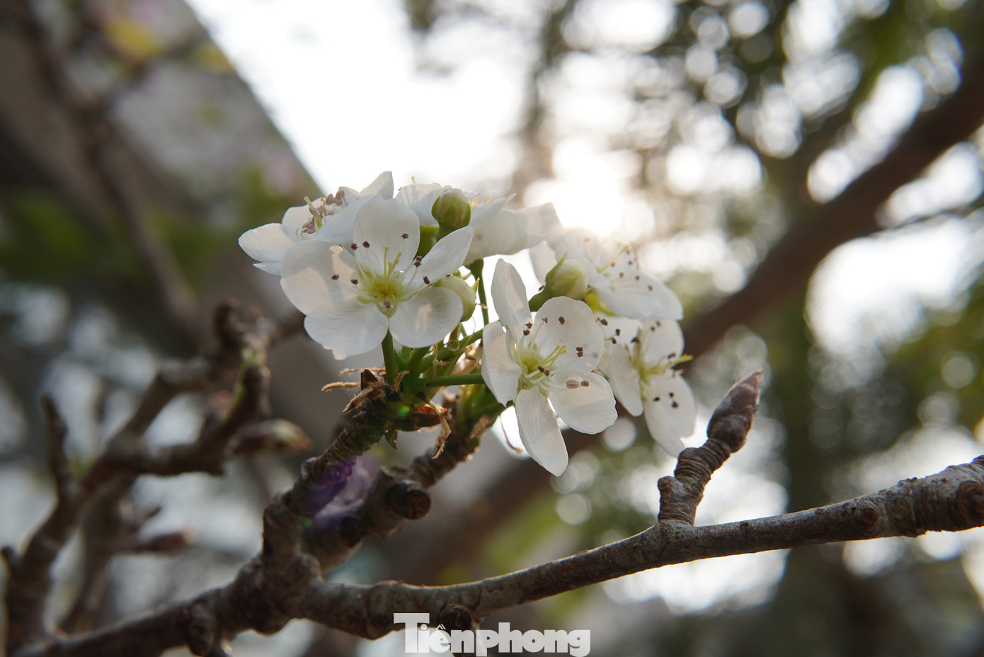 Khác với đào, hoa lê sau Tết mang vẻ đẹp riêng rất quyến rũ với bông to, trắng tinh khôi và đặc biệt hoa rất bền, chơi được lâu. Đây chính là giá trị của hoa lê.