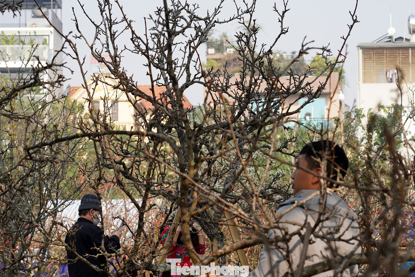 Khách vãng lai như lạc vào một không gian rừng hoa nơi vùng cao đất Bắc.