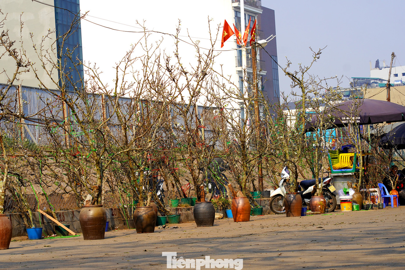 Khu vực chợ hoa Quảng Bá (Hà Nội) tràn ngập các cây hoa lê, là loại hàng "chọn" được các thương lái chuẩn bị riêng cho các khách hàng kĩ tính.