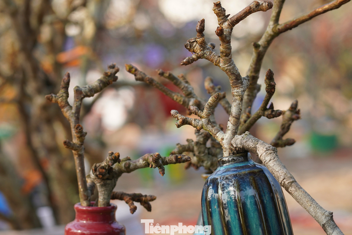 Một số cành nhỏ được chọn lọc riêng để vào bình, phục vụ trang trí tiểu cảnh trong nhà. Giá các loại cành "vụn" này thường rất rẻ, chỉ từ 10 đến 30 nghìn đồng (chưa kể bình, lọ).