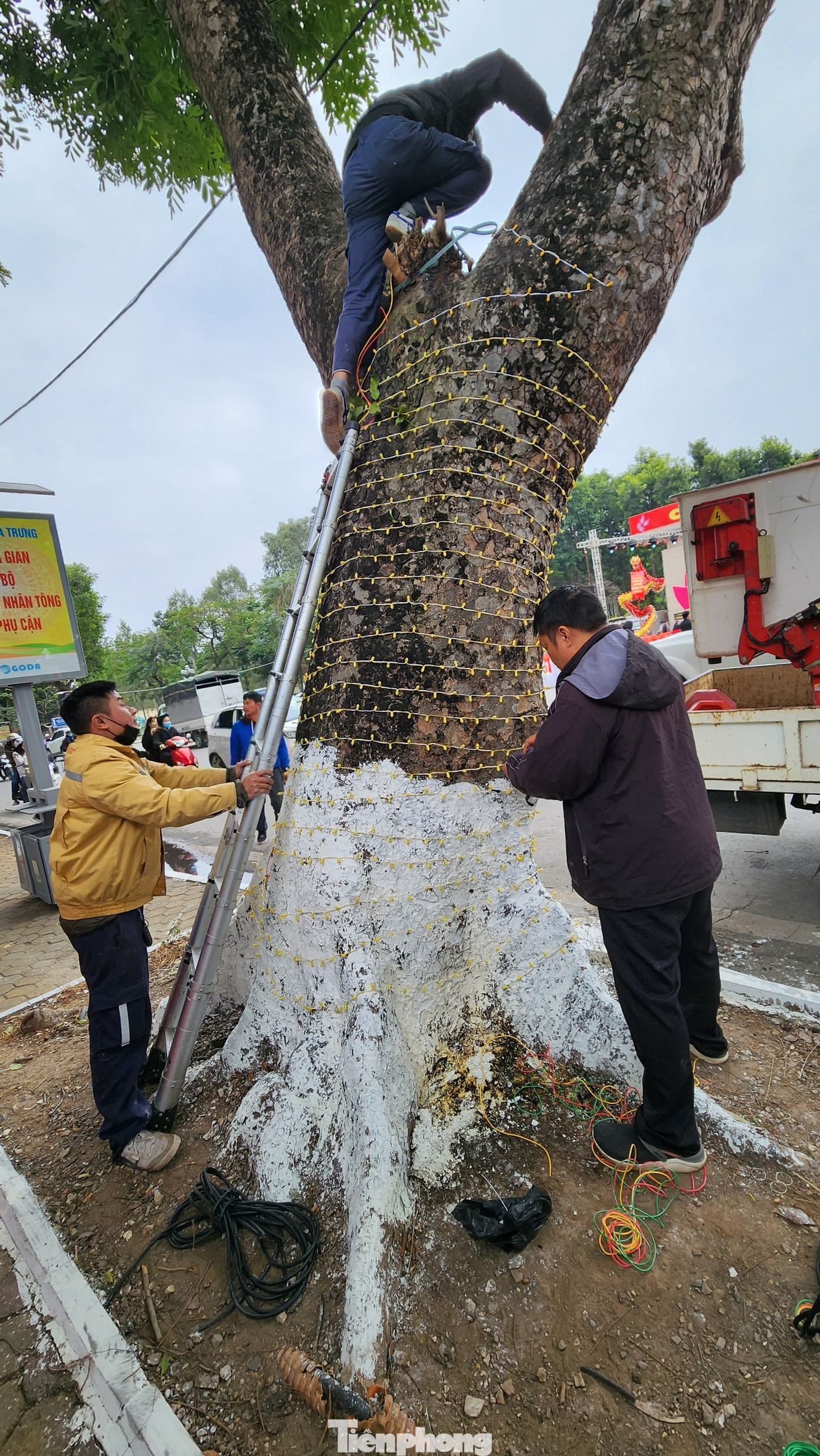 Hoàn thiện nốt hệ thống đèn trên cây.