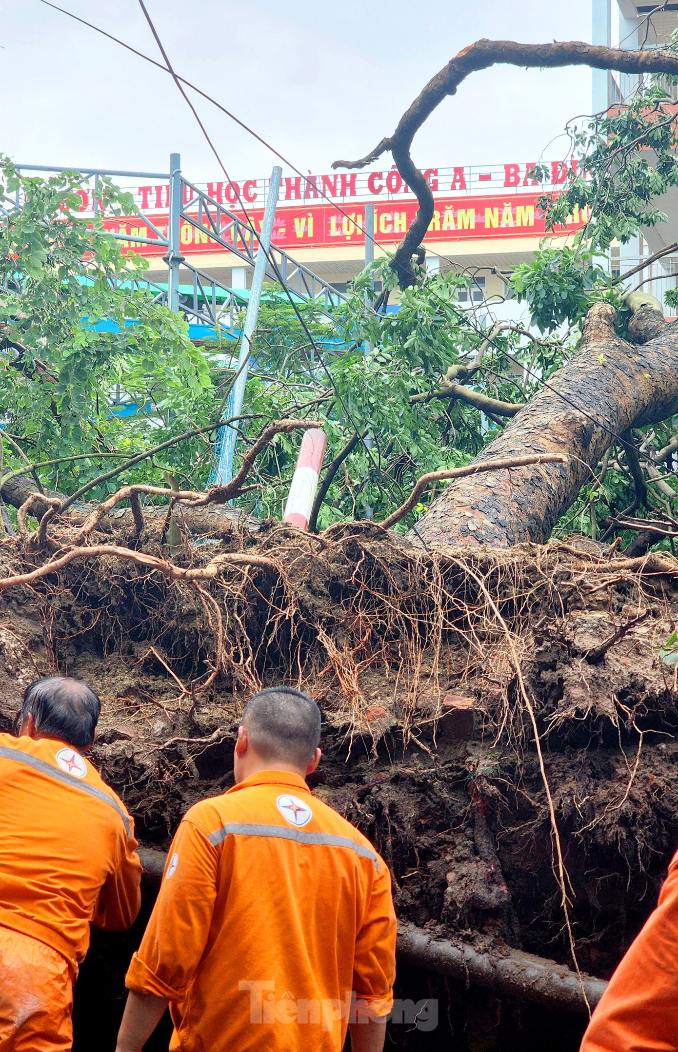 Công tác khắc phục tương đối phức tạp do gốc cây kéo theo cả hệ thống điện đèn, ống nước, nhiều loại cáp viễn thông khác.