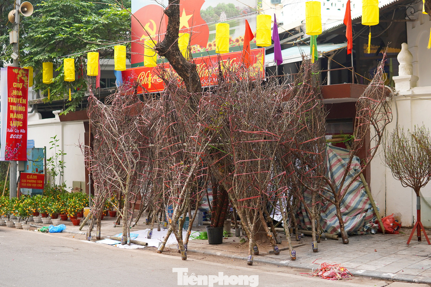 Những cây đào rừng được vận chuyển tới đây có giá từ vài trăm tới cả triệu bạc.