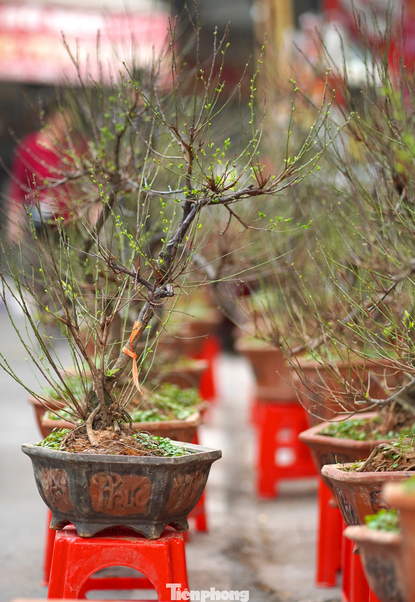 Càng giáp Tết Âm lịch khu vực này càng tập trung nhiều hàng bán hoa, cây cảnh với chủng loại đa dạng hơn, "độc, lạ" hơn... Thời điểm 'chính hội' cao điểm sẽ kéo dài từ sau ngày 23 tháng Chạp cho tới chiều 30 Tết.