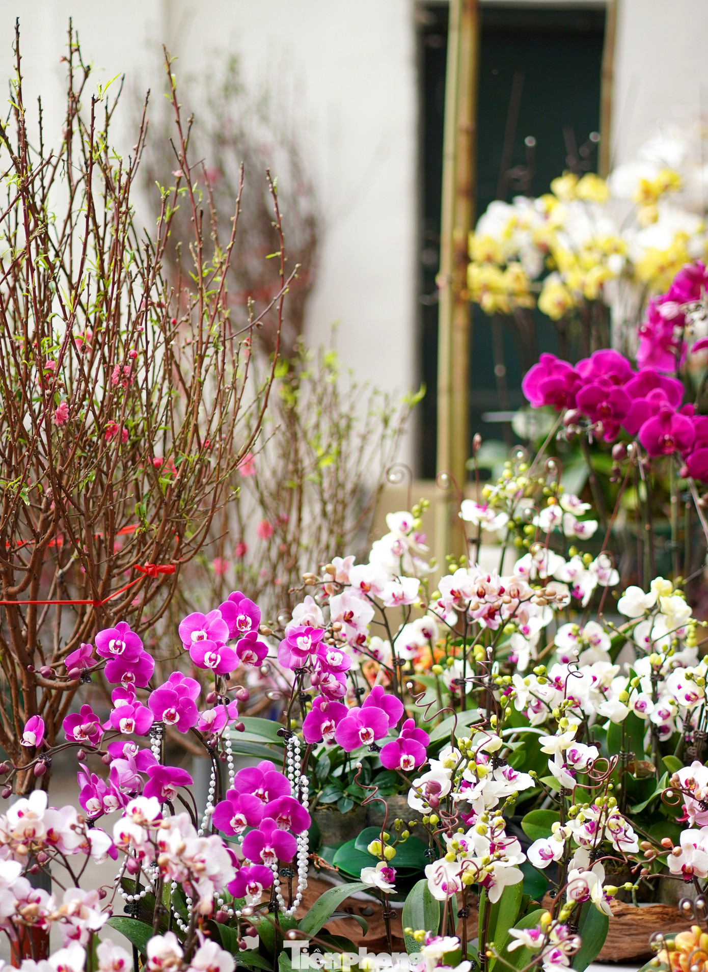 Đặc biệt nổi bật và thu hút sự quan tâm của người dân là các loại hoa rực rỡ đua nhau khoe sắc.