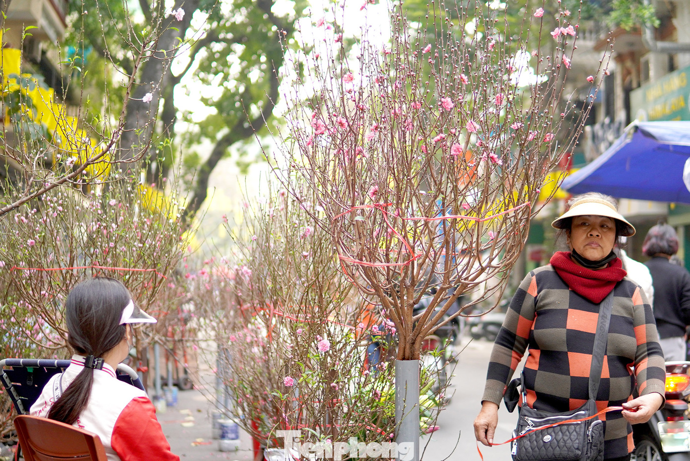 Đào phai, đào bích từ khắp các vườn ươm đã vận chuyển đến đầy đủ và đa dạng.