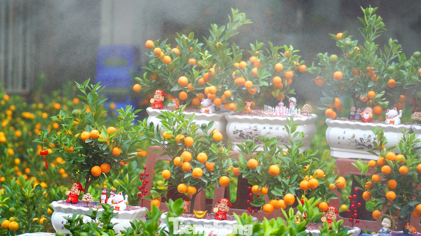 Phổ biến thời điểm này các chậu quất cảnh nhỏ có giá dao động từ 150.000 đến 400.000 đồng.