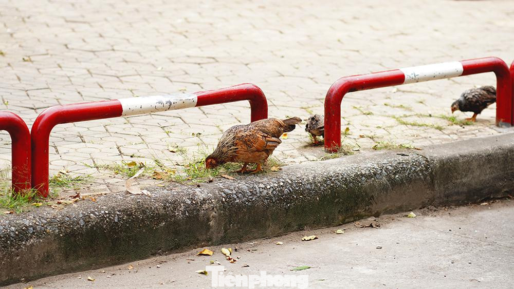 Gia cầm do một hộ dân phía bên kia đường nuôi thả tự do.