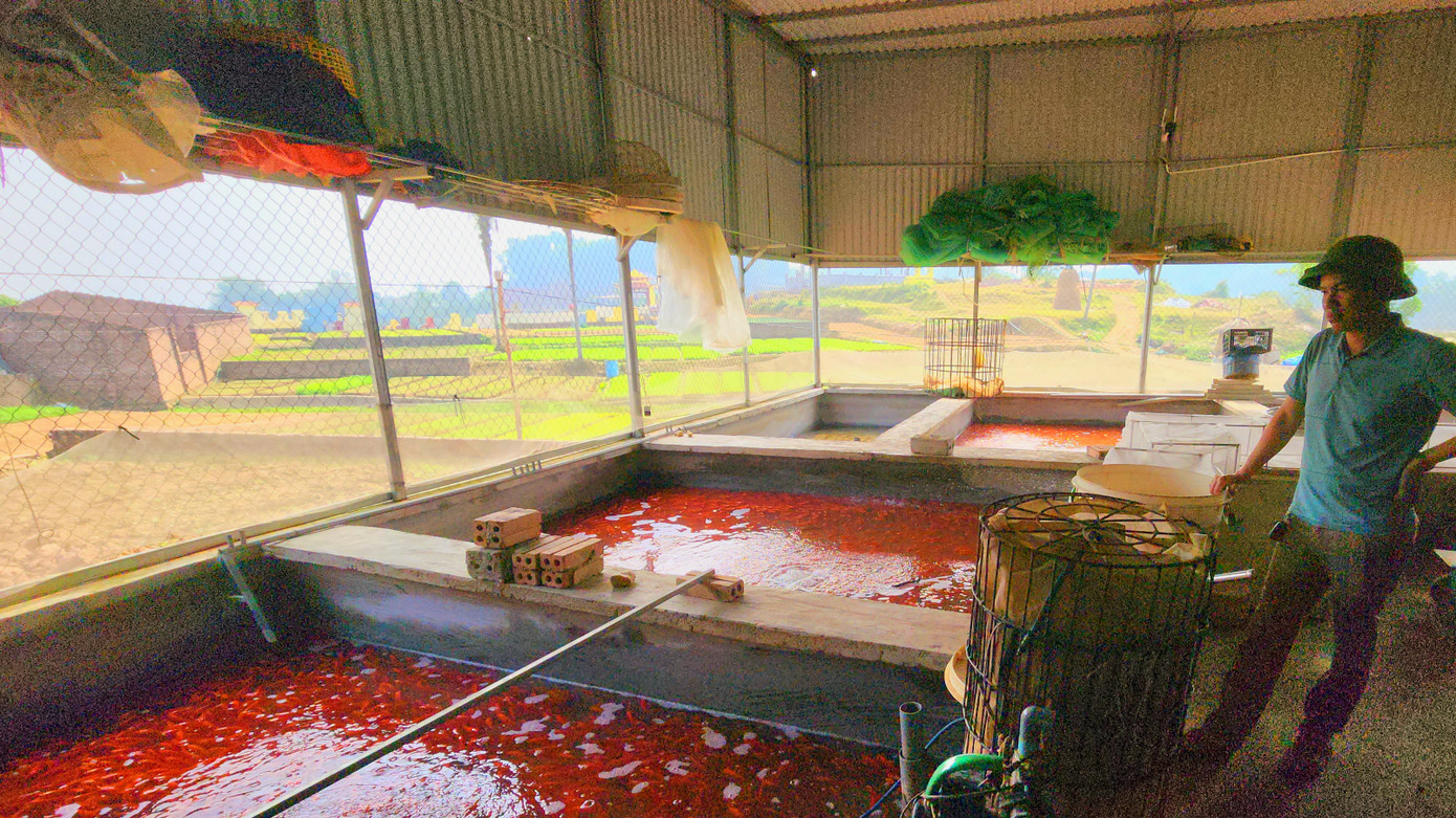 Anh Nguyễn Danh Hiền bên dãy bể cá chép đỏ thương phẩm của gia đình. Anh Nguyễn Danh Hiền bên dãy bể cá chép đỏ thương phẩm của gia đình.