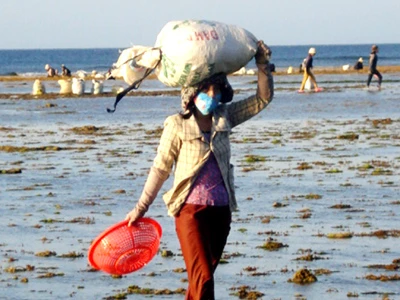 Chiều, đội rau trên đầu về nhà 