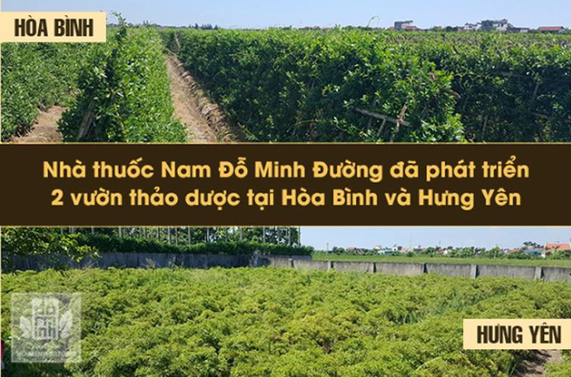 Đầu tư vào dược liệu sạch, Đỗ Minh Đường chữa rối loạn cương dương hiệu quả ảnh 1