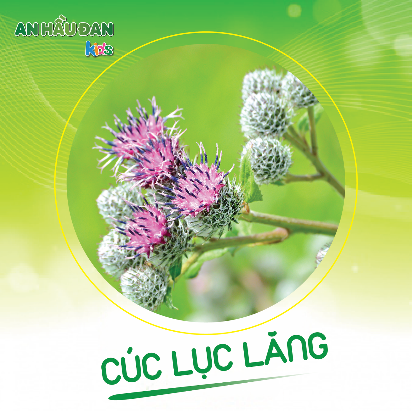 Khả năng kháng viêm trong điều trị amidan của cúc lục lăng ảnh 1