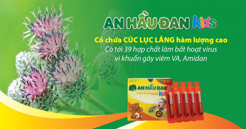 Khả năng kháng viêm trong điều trị amidan của cúc lục lăng ảnh 2