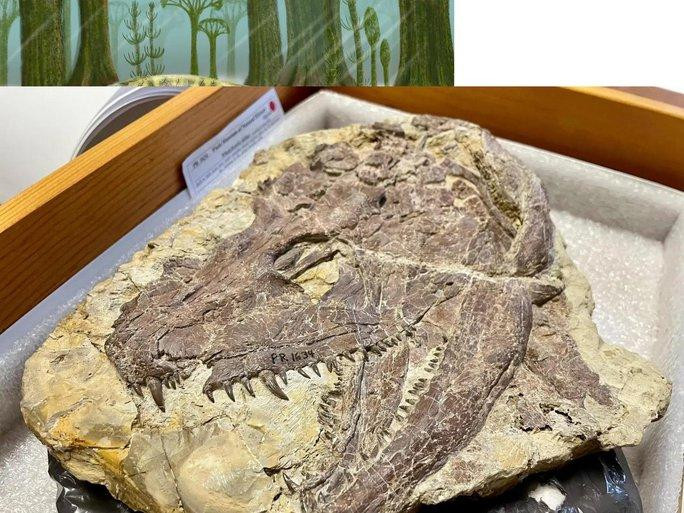 Chiếc đầu lâu quái thú được khai quật ở Iowa - Ảnh: BẢO TÀNG FIELD Chiếc đầu lâu quái thú được khai quật ở Iowa - Ảnh: BẢO TÀNG FIELD