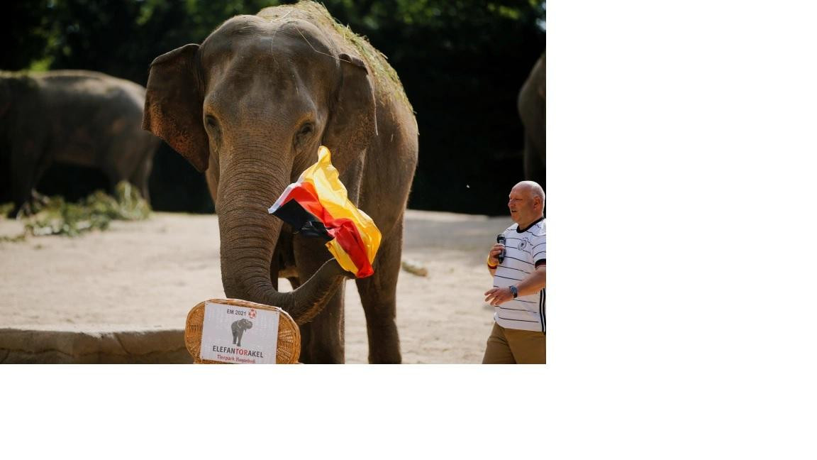 Voi cái Yashoda dự đoán Đức sẽ đánh bại Pháp trong trận đấu tối 29/3. Ảnh: Reuters. Voi cái Yashoda dự đoán Đức sẽ đánh bại Pháp trong trận đấu tối 29/3. Ảnh: Reuters.