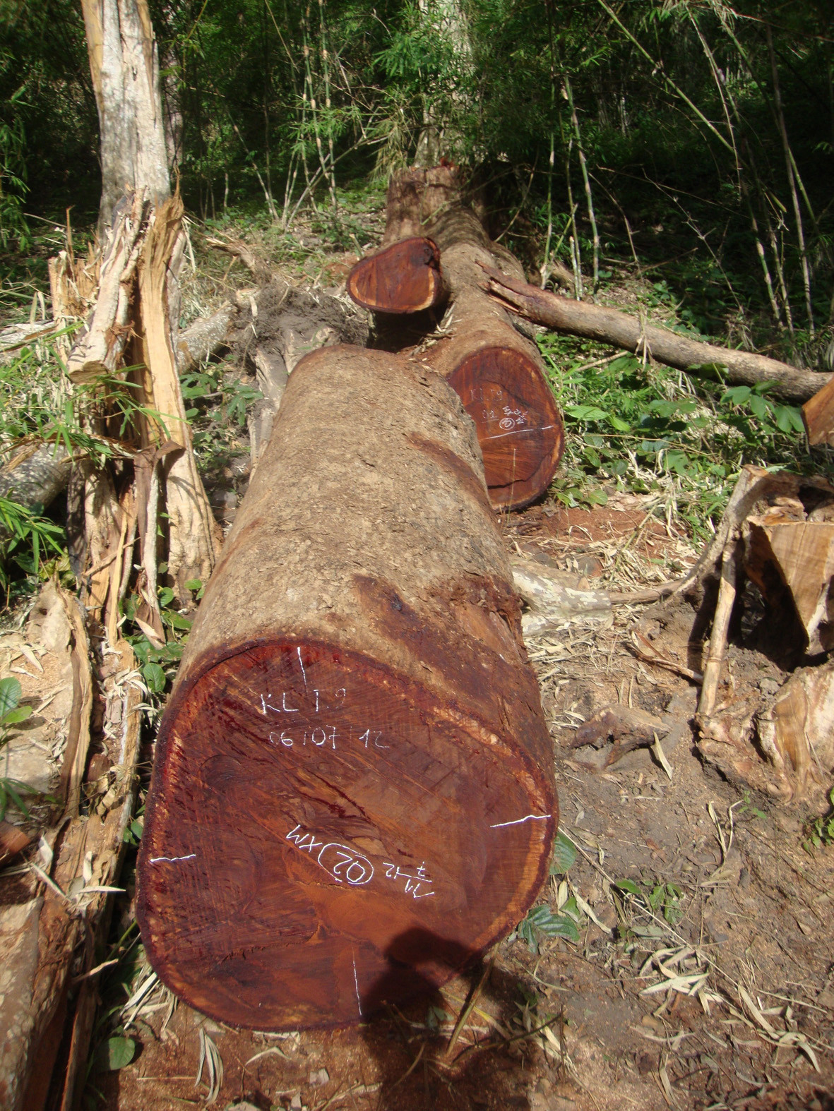 Hiện trường hai cây gỗ hương bị đốn hạ