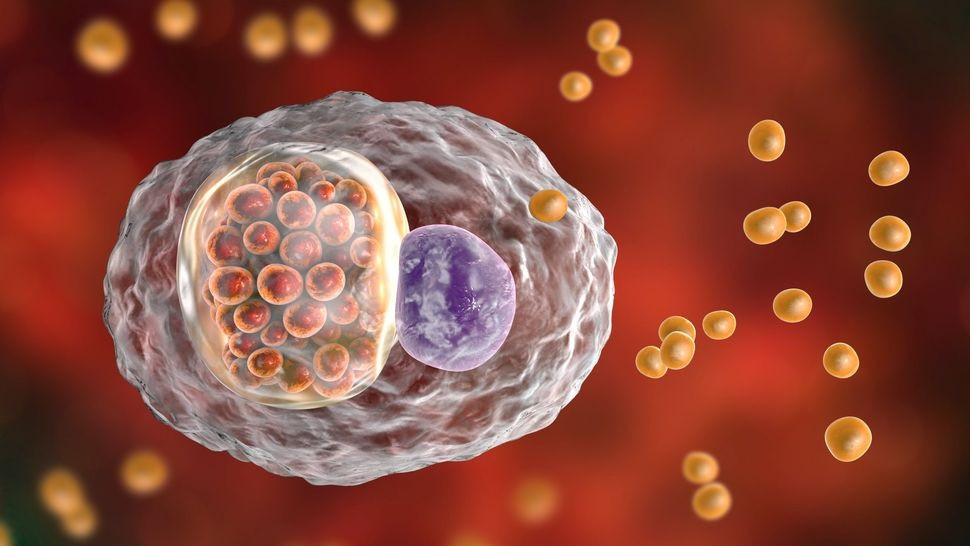 Ảnh minh họa vi khuẩn Chlamydia psittaci gây ra bệnh sốt vẹt, hay còn gọi là bệnh psittacosis (Ảnh: Dr_Microbe ) Ảnh minh họa vi khuẩn Chlamydia psittaci gây ra bệnh sốt vẹt, hay còn gọi là bệnh psittacosis (Ảnh: Dr_Microbe )