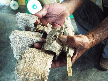 Thâm nhập “thế giới” trầm kỳ ở Khánh Hòa ảnh 2