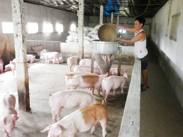 Chất cấm tạo nạc gây thiệt hại cho ngành chăn nuôi hàng nghìn tỷ đồng Ảnh: Phạm Anh