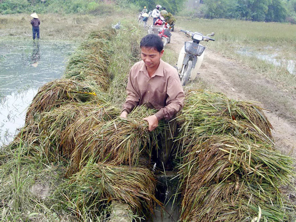 Lúa ngâm nước lâu ngày đã lên mầm, bốc mùi chua nồng nặc