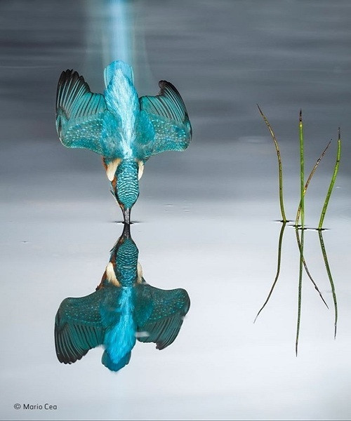 Những bức ảnh động vật hoang dã đẹp nhất năm 2016 ảnh 4