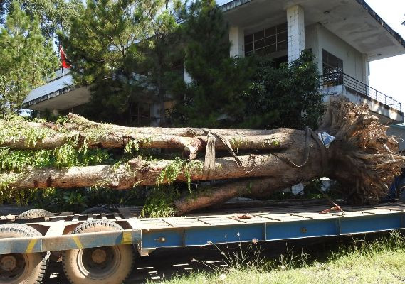 Vụ cây giáng hương hồ Dầu Tiếng bị 'đào trộm': Đã tìm thấy cây ảnh 1