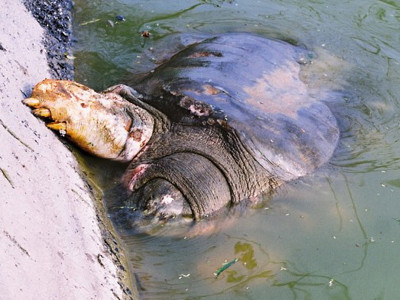 Cụ Rùa thò chân lên bờ để lộ dấu hiệu bị nhiều vết lở loét. Ảnh: Hải Lê/TT&VH. Cụ Rùa thò chân lên bờ để lộ dấu hiệu bị nhiều vết lở loét. Ảnh: Hải Lê/TT&VH