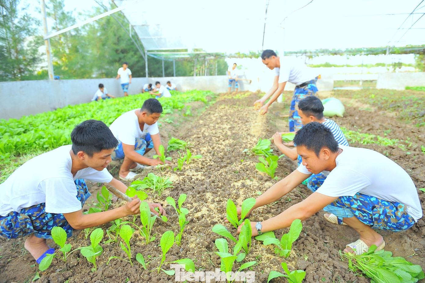 Tích cực tăng gia sản xuất. Tích cực tăng gia sản xuất.