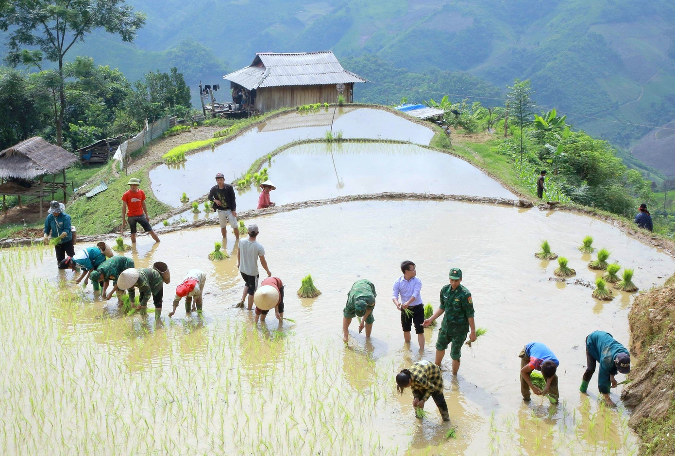 Đoàn viên thanh niên BĐBP Sơn La và BĐBP Quảng Trị giúp nhân dân cấy lúa và thu hoạch lúa.