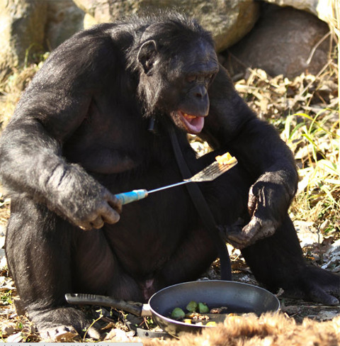 Kanzi thưởng thức thành quả lao động. . Kanzi thưởng thức thành quả lao động.