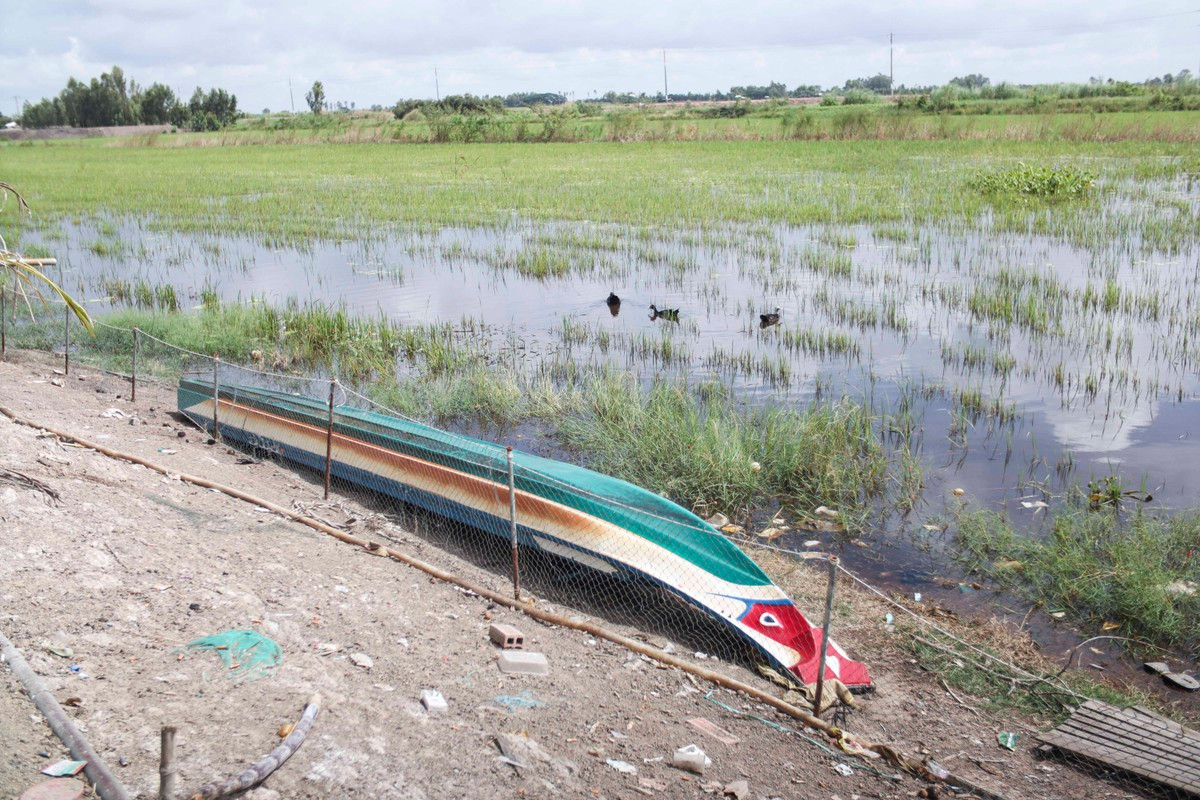 Mực nước rất thấp so với độ cao của bờ ruộng, đồng lúa chét vẫn nhô trên mặt ruộng. Mực nước rất thấp so với độ cao của bờ ruộng, đồng lúa chét vẫn nhô trên mặt ruộng.