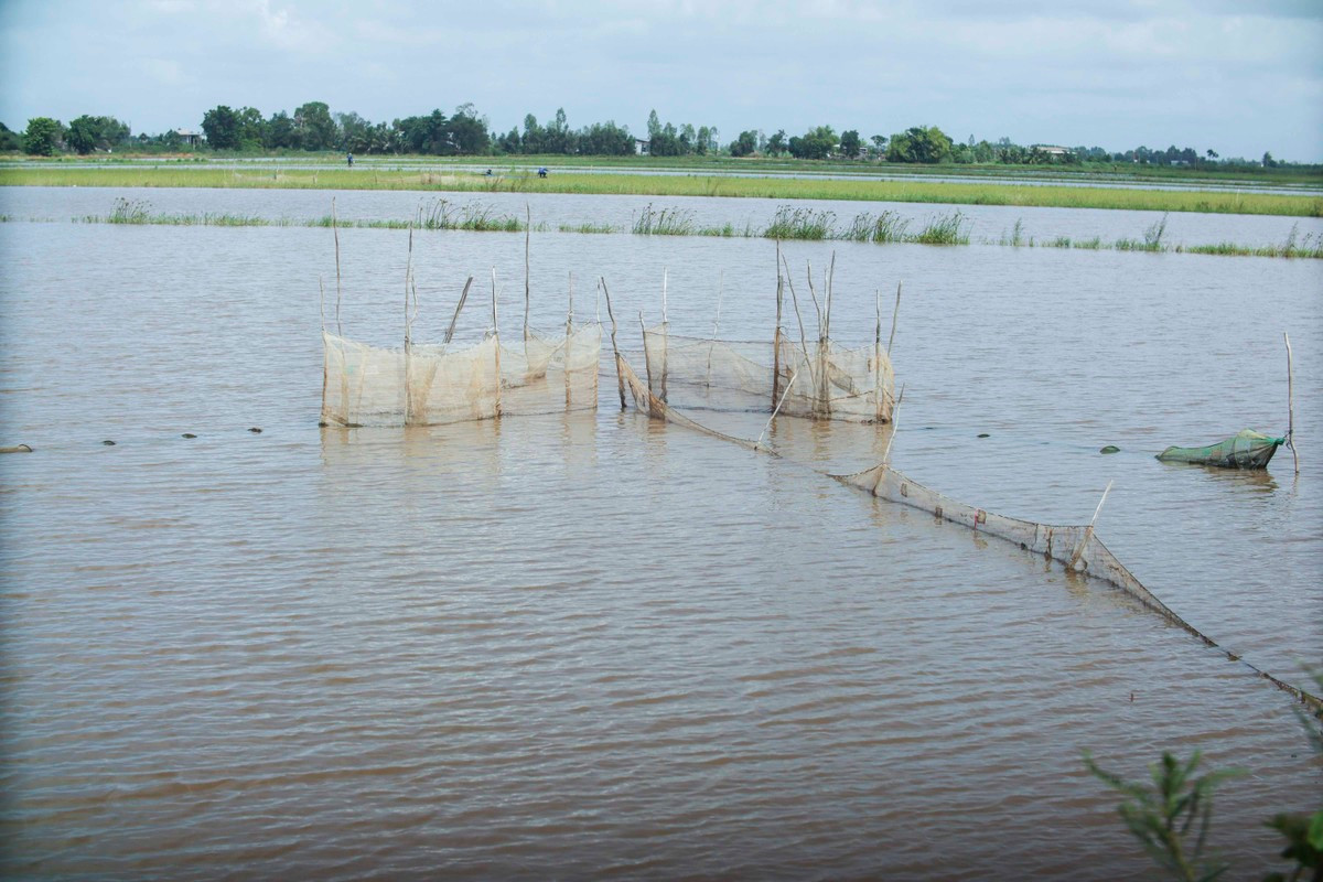 Những bầu lưới được người dân đặt để đánh bắt cá nhưng thu hoạch rất ít cá. Những bầu lưới được người dân đặt để đánh bắt cá nhưng thu hoạch rất ít cá.