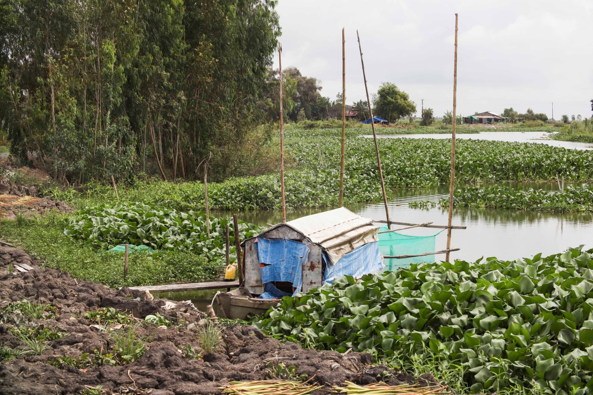 Năm nay nước lũ chưa về, người dân vùng Đồng Tháp Mười của tỉnh Long An vẫn đang ngóng chờ. Năm nay nước lũ chưa về, người dân vùng Đồng Tháp Mười của tỉnh Long An vẫn đang ngóng chờ.