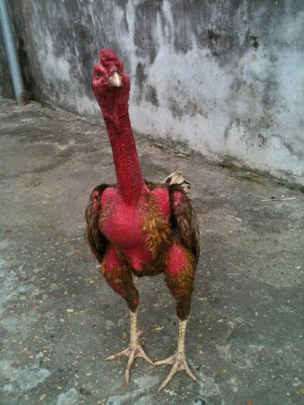 Chiến kê Xám Thần: Gà chọi bạc tỷ số 1 đất Bắc ảnh 1