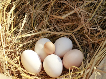 Quả trứng được cho là bé nhì thế giới xuất hiện tại Hà Nội gần đây. Ảnh: Tuấn Nguyễn. Quả trứng được cho là bé nhì thế giới xuất hiện tại Hà Nội gần đây. Ảnh: Tuấn Nguyễn