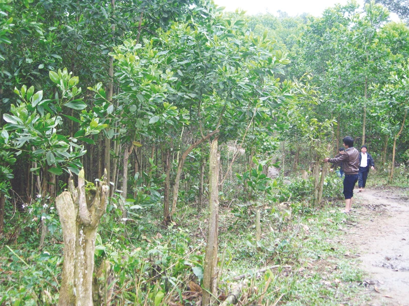 Một góc núi rừng Khe Canh thuộc bản Khứm