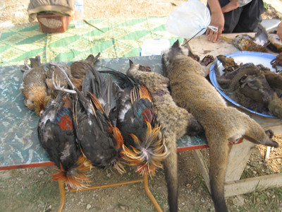 Gà rừng và chồn được bày bán ở Luông Pha Băng . Gà rừng và chồn được bày bán