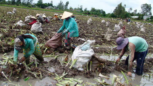 Nông dân xã Mỹ Phú, Châu Phú thu hoạch hoa màu chạy lũ - Ảnh Đức Vịnh 