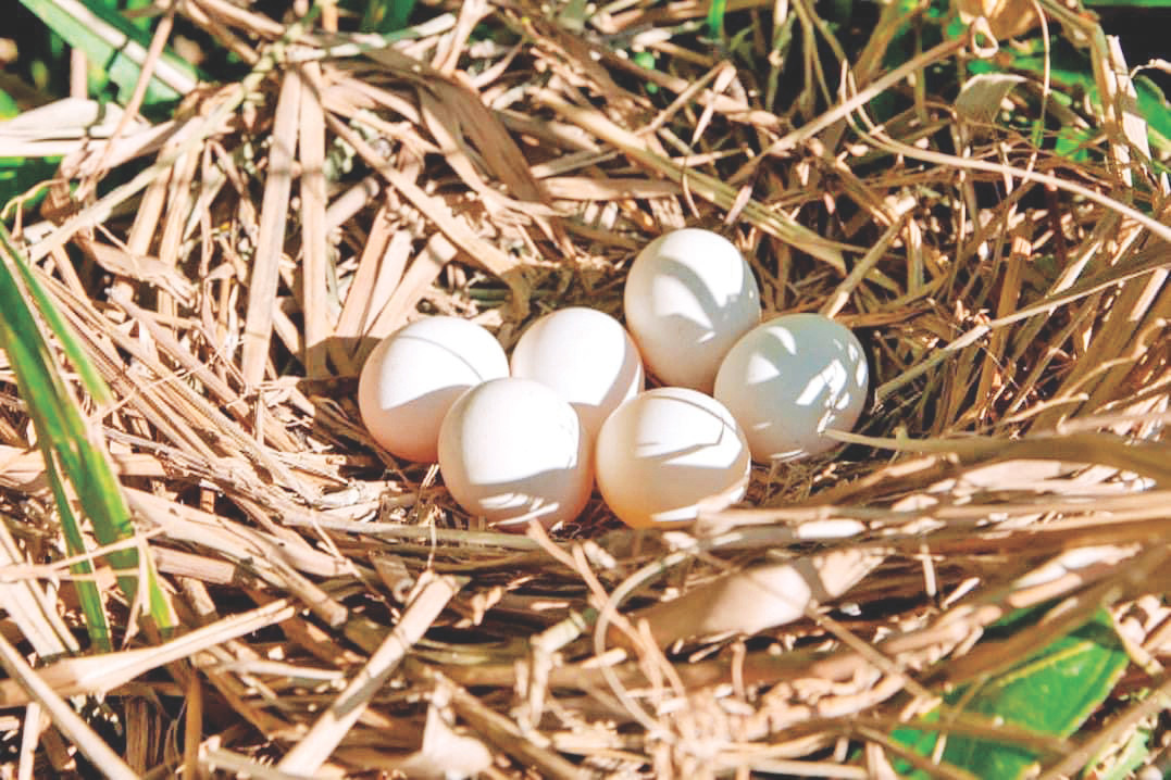 Tổ của vịt trời đầy ắp trứng Tổ của vịt trời đầy ắp trứng
