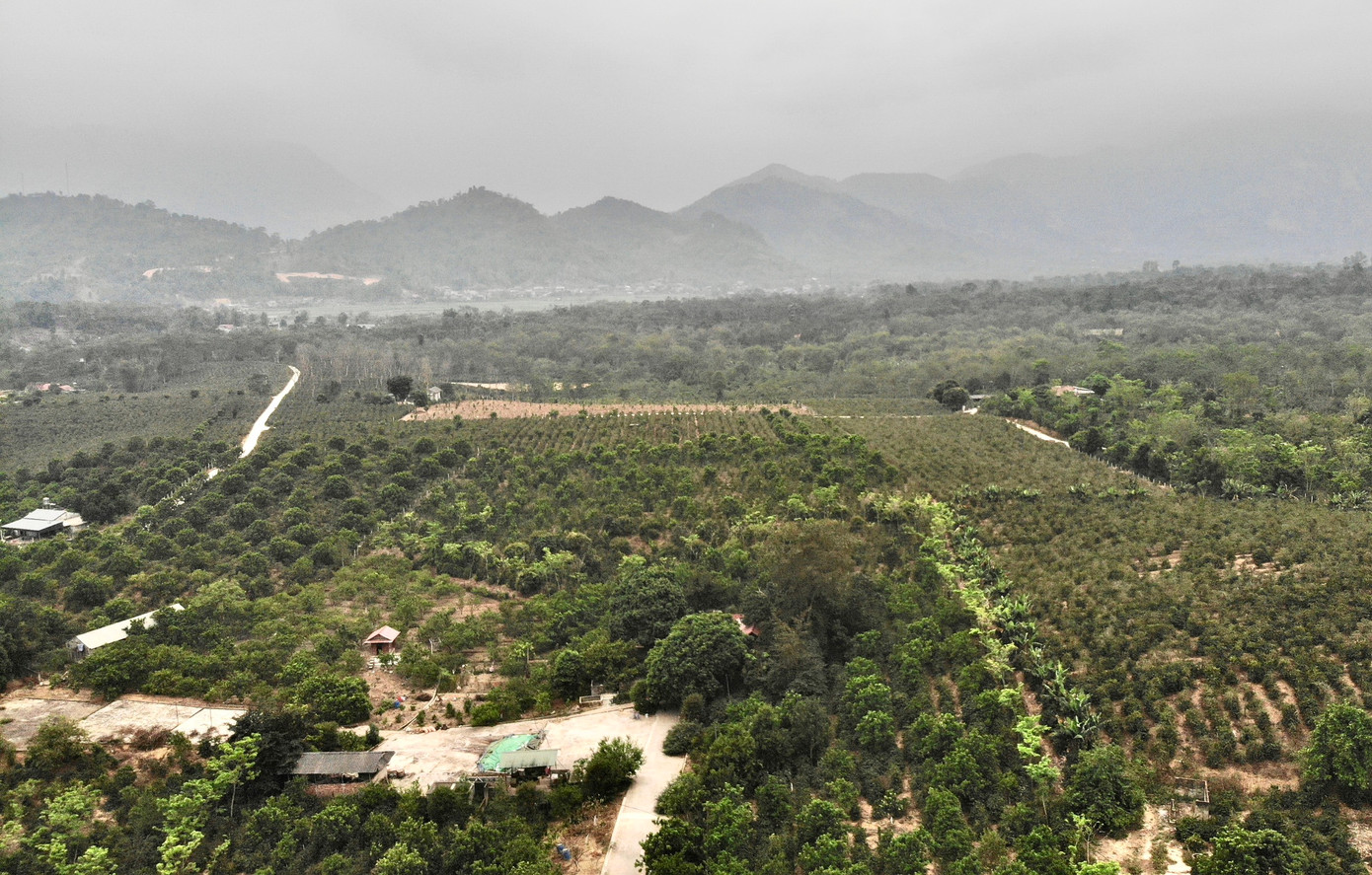 Vườn cà phê arabica bạt ngàn ở thị trấn Mường Ảng.