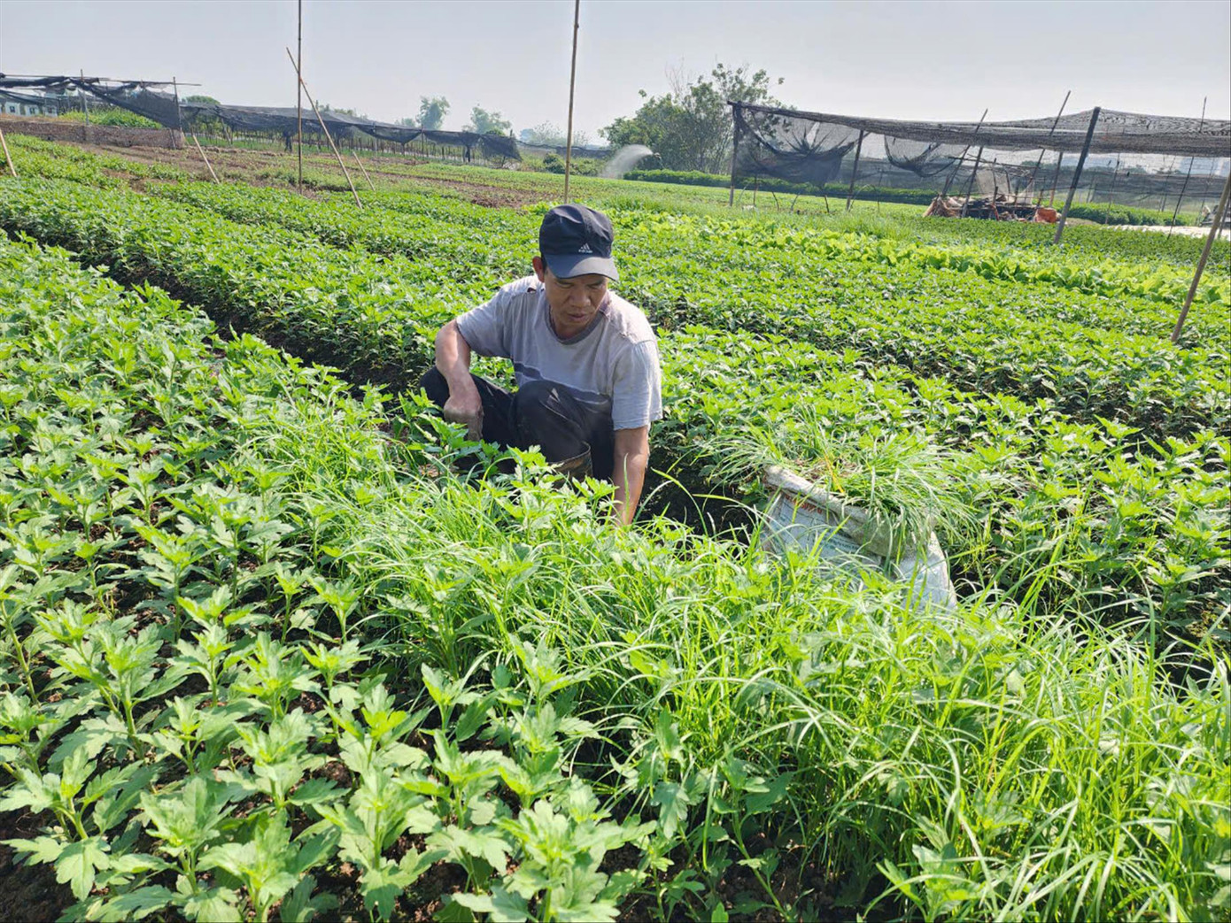 Người trồng hoa Tây Tựu (Hà Nội) chuẩn bị cho vụ hoa Tết năm nay