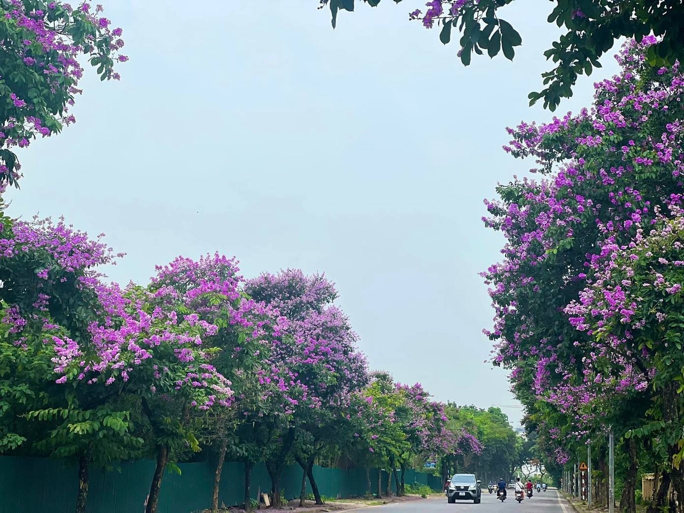 Nhiều người quan ngại việc trở thành món ăn sẽ khiến hoa bằng lăng bị “đồ sát” Nhiều người quan ngại việc trở thành món ăn sẽ khiến hoa bằng lăng bị “đồ sát”