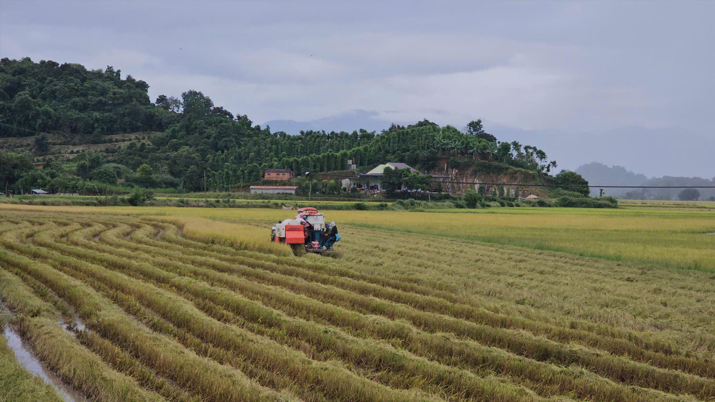 Trồng lúa ở Tây Nguyên vẫn còn cao. Trồng lúa ở Tây Nguyên vẫn còn cao.