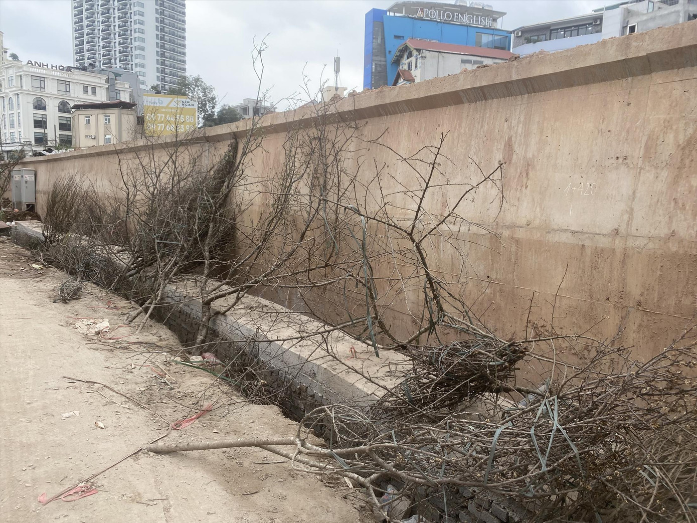 Xác đào trơ trọi trên đoạn vỉa hè gần chợ hoa Quảng Bá Xác đào trơ trọi trên đoạn vỉa hè gần chợ hoa Quảng Bá