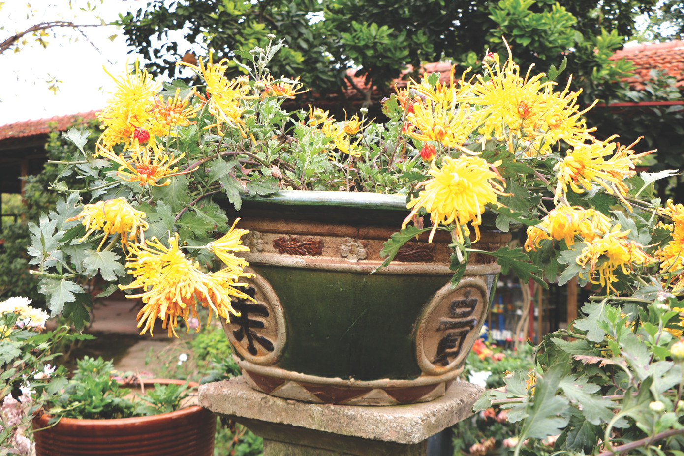 Hoàng Long Trảo có nguồn gốc từ cung đình Huế